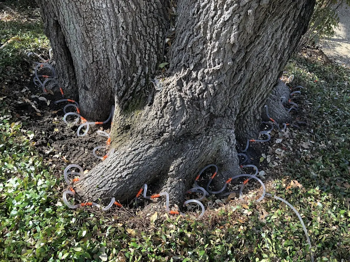 Detailed Tree Cabling and Bracing job site in Como